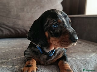 Dachshund dogs Champions Line/Show Quality Standard Dachshund - Advert 8