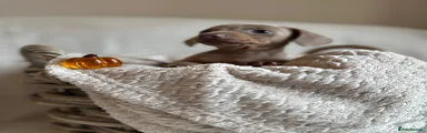 Miniature Dachshund 5