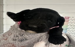 Cockapoo dogs for sale: Stunning cockapoo ready 21 December  - Advert 14