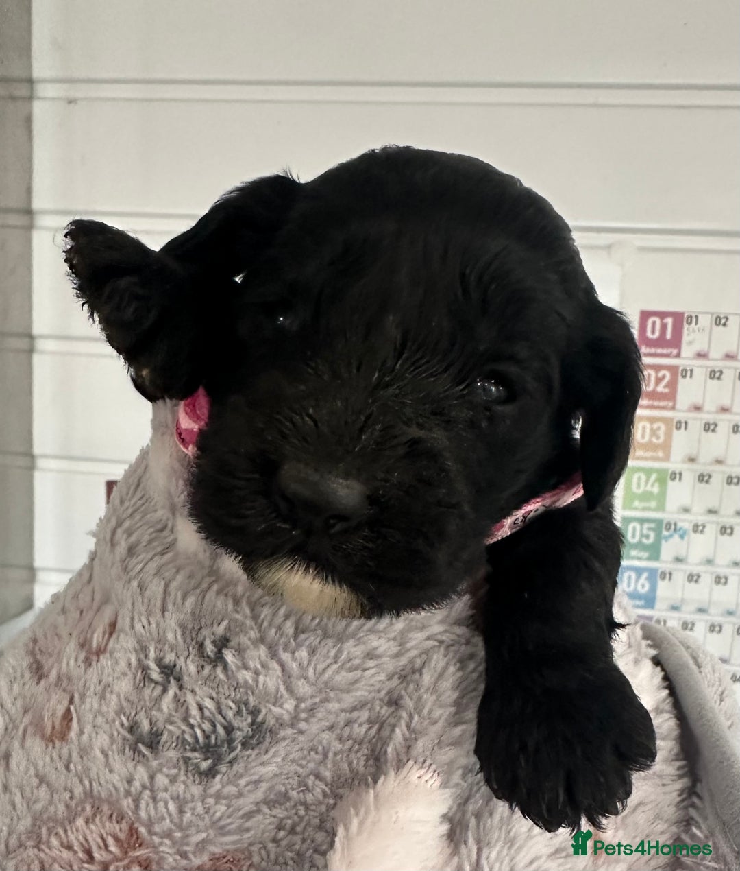 Cockapoo dogs for sale: Stunning cockapoo ready 21 December  - Advert 14