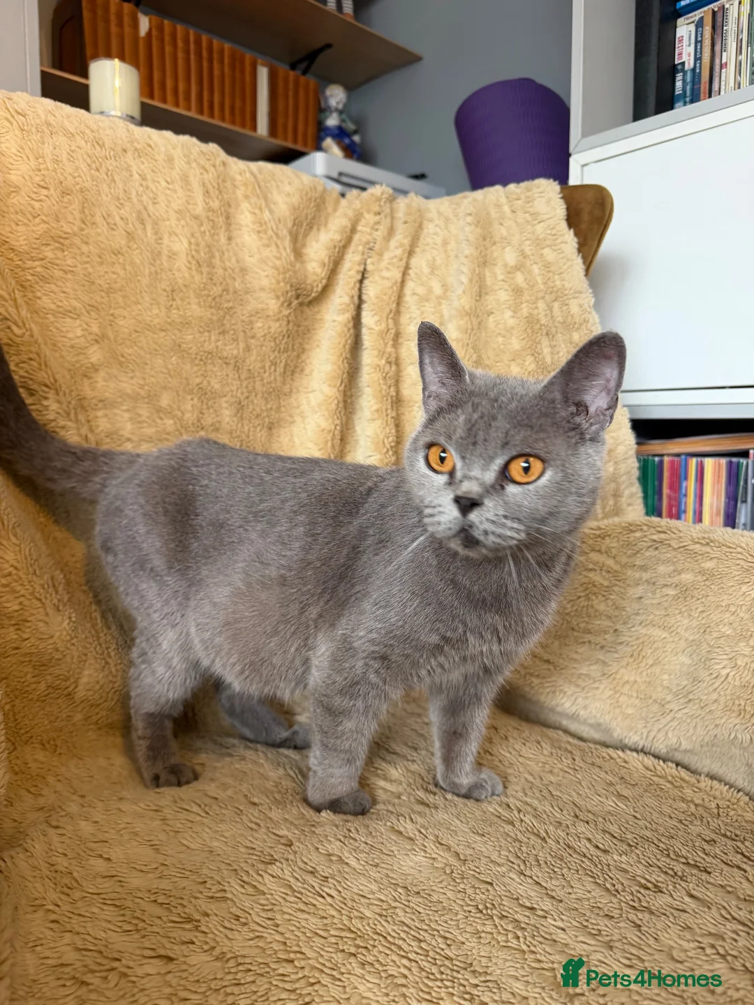 British Shorthair cats for sale: Beautiful British Shorthair Queen – Paris  - Advert 3