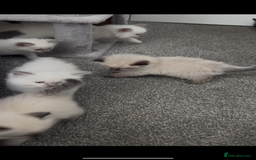 Ragdoll cats for sale: Beautiful Ragdoll kittens  - Image 8