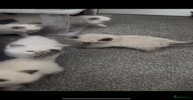 Ragdoll cats - Advert 6