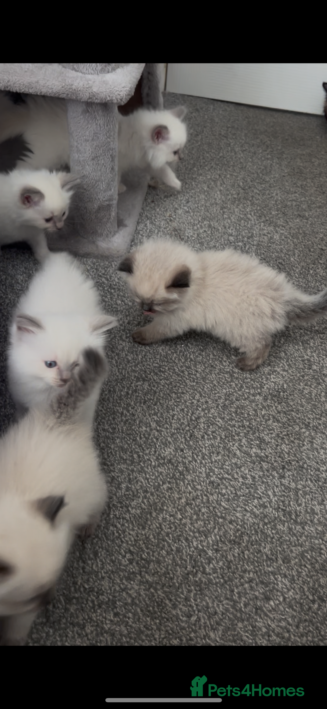 Ragdoll cats for sale: Beautiful Ragdoll kittens  - Image 8
