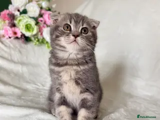 Scottish Fold cats Scottish fold kittens - Advert 2