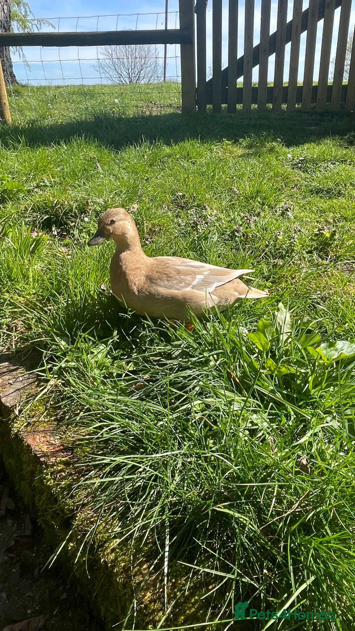 Ducks poultry Call ducks - Advert 1