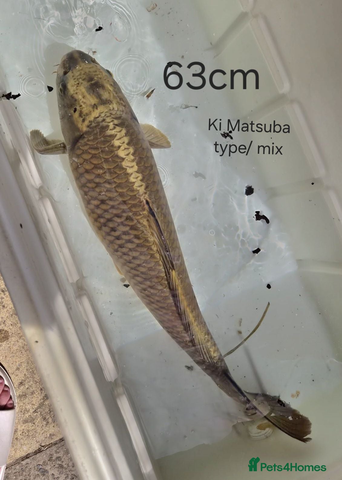 Koi Carp fish Ki Matsuba Koi. - Advert 3