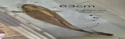 Koi Carp fish for sale: Ki Matsuba Koi. - Advert 1