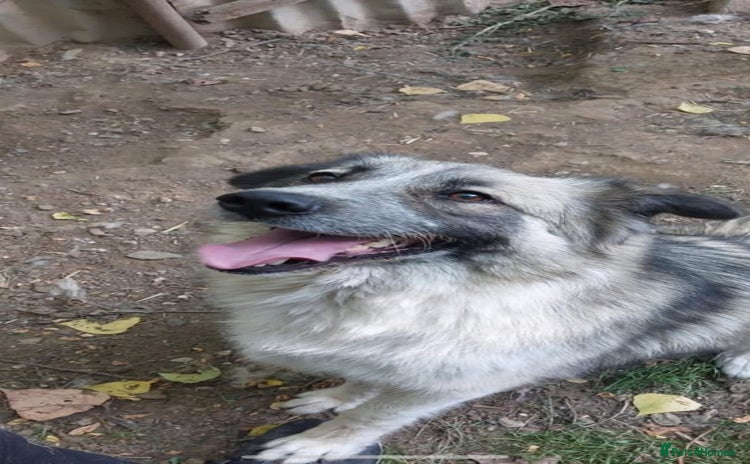 Mixed Breed dogs - Advert 3