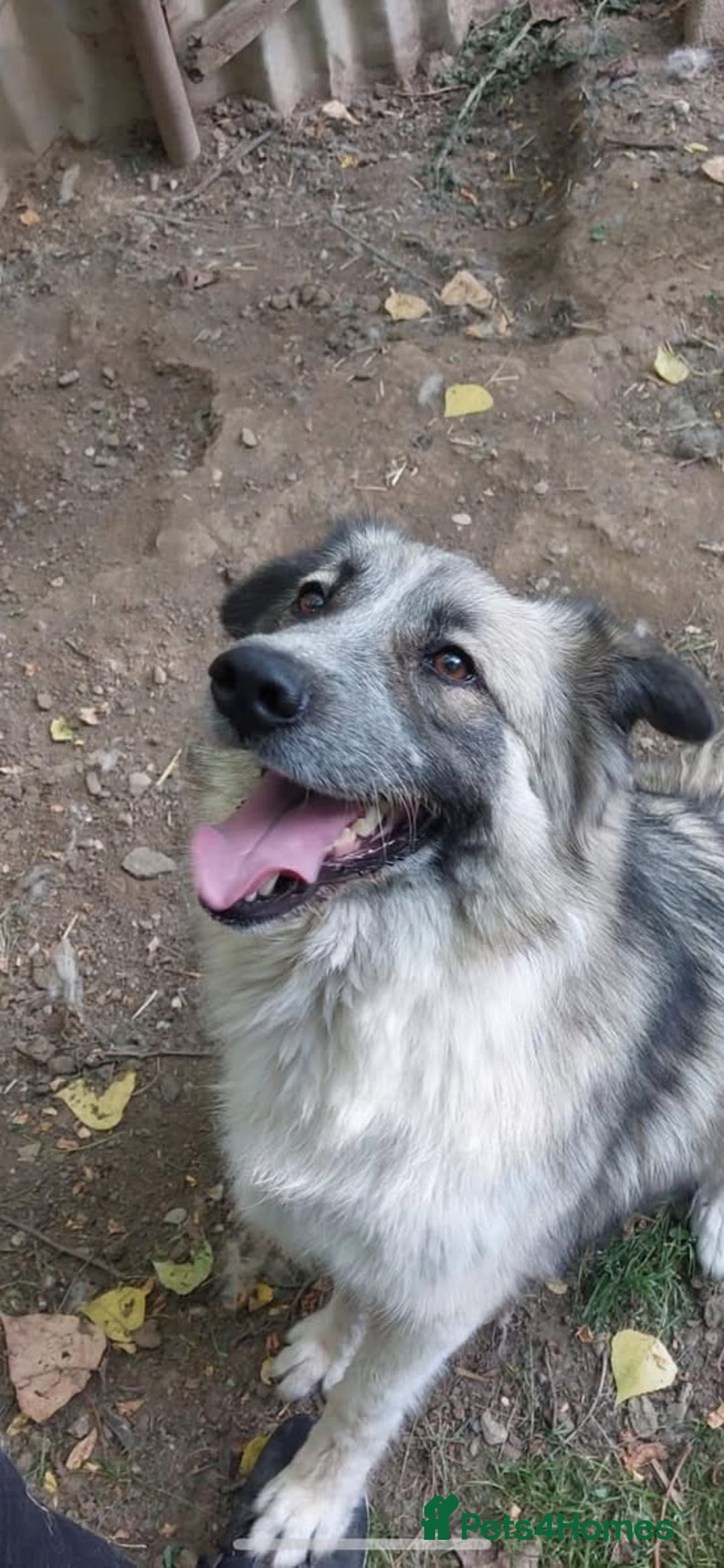 Mixed Breed dogs for adoption: AMY - Searching For Her Forever Home - Image 1