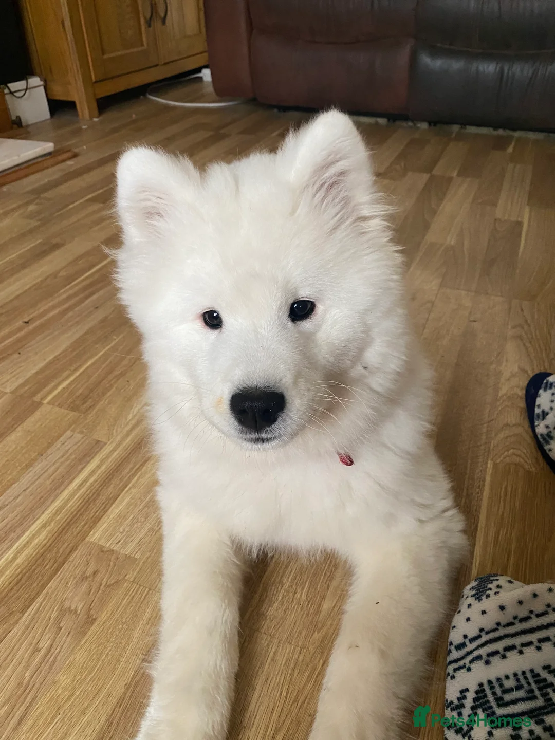 Samoyed dogs for sale: Gorgeous boy 4 months old - Advert 5
