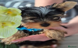 Yorkshire Terrier dogs for sale: Peace of Happiness!!! - Image 17