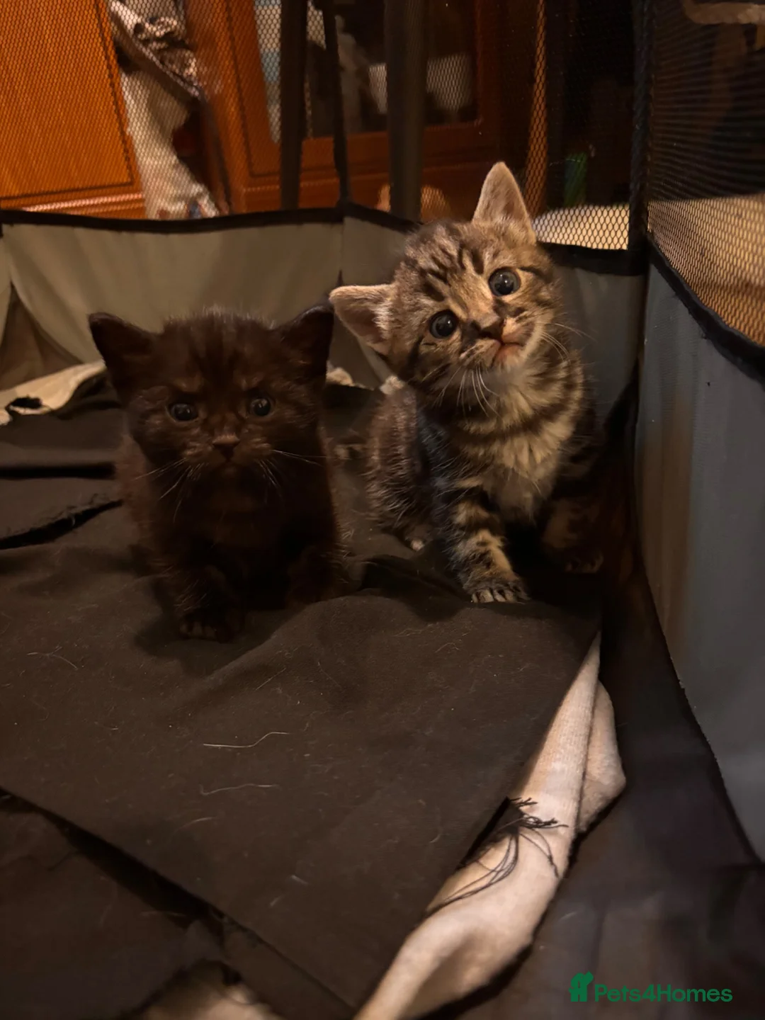 American Shorthair cats for sale: 4 male american shorthairs in Farnborough - Advert 14
