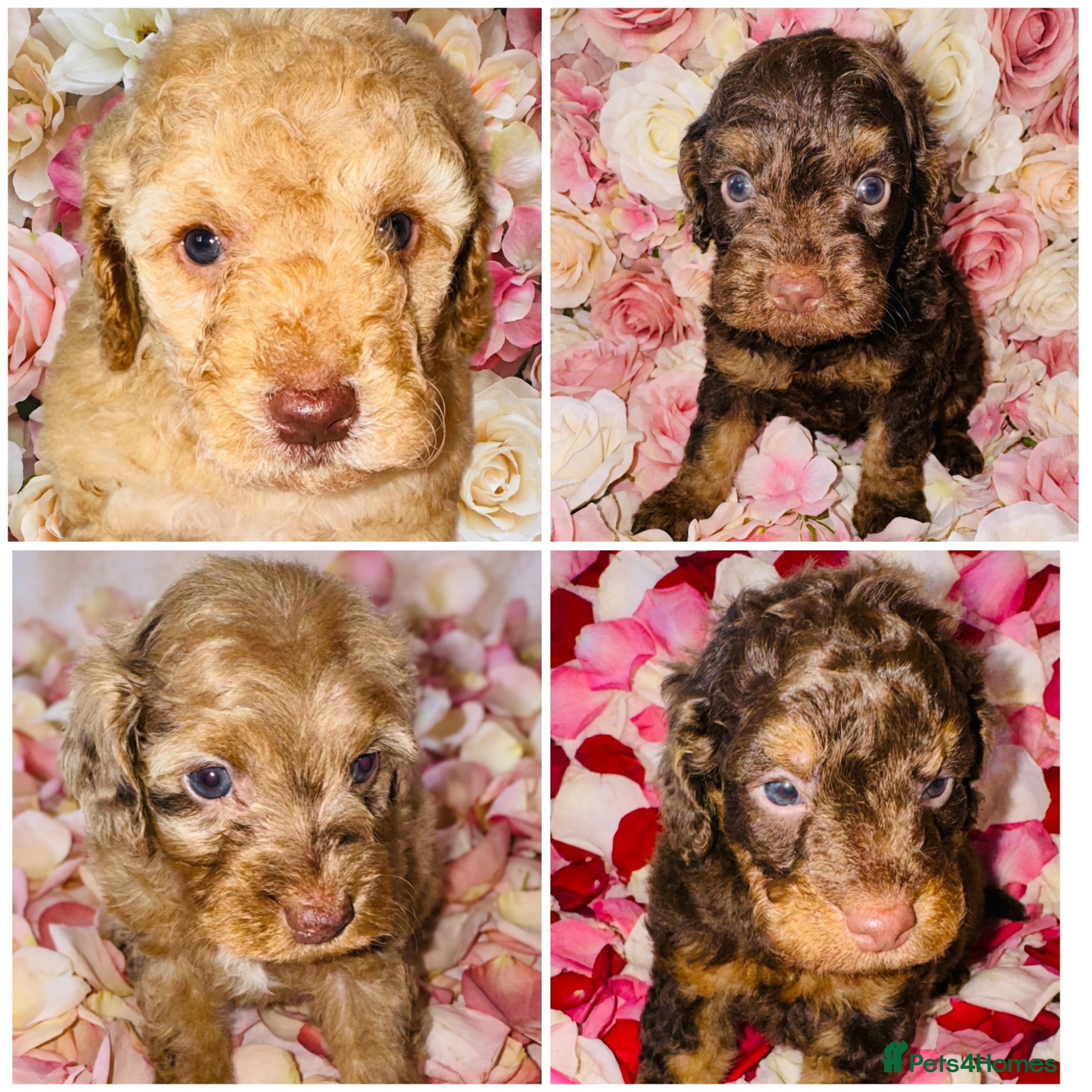 Cockapoo dogs DNA TESTED, Beautiful Cockapoos, Ready 6th May  - Advert 5