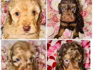 Cockapoo dogs DNA TESTED, Beautiful Cockapoos, Ready 6th May - Advert 5