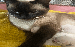 Ragdoll cats for sale: RAGDOLL x BSH KITTENS - Image 4