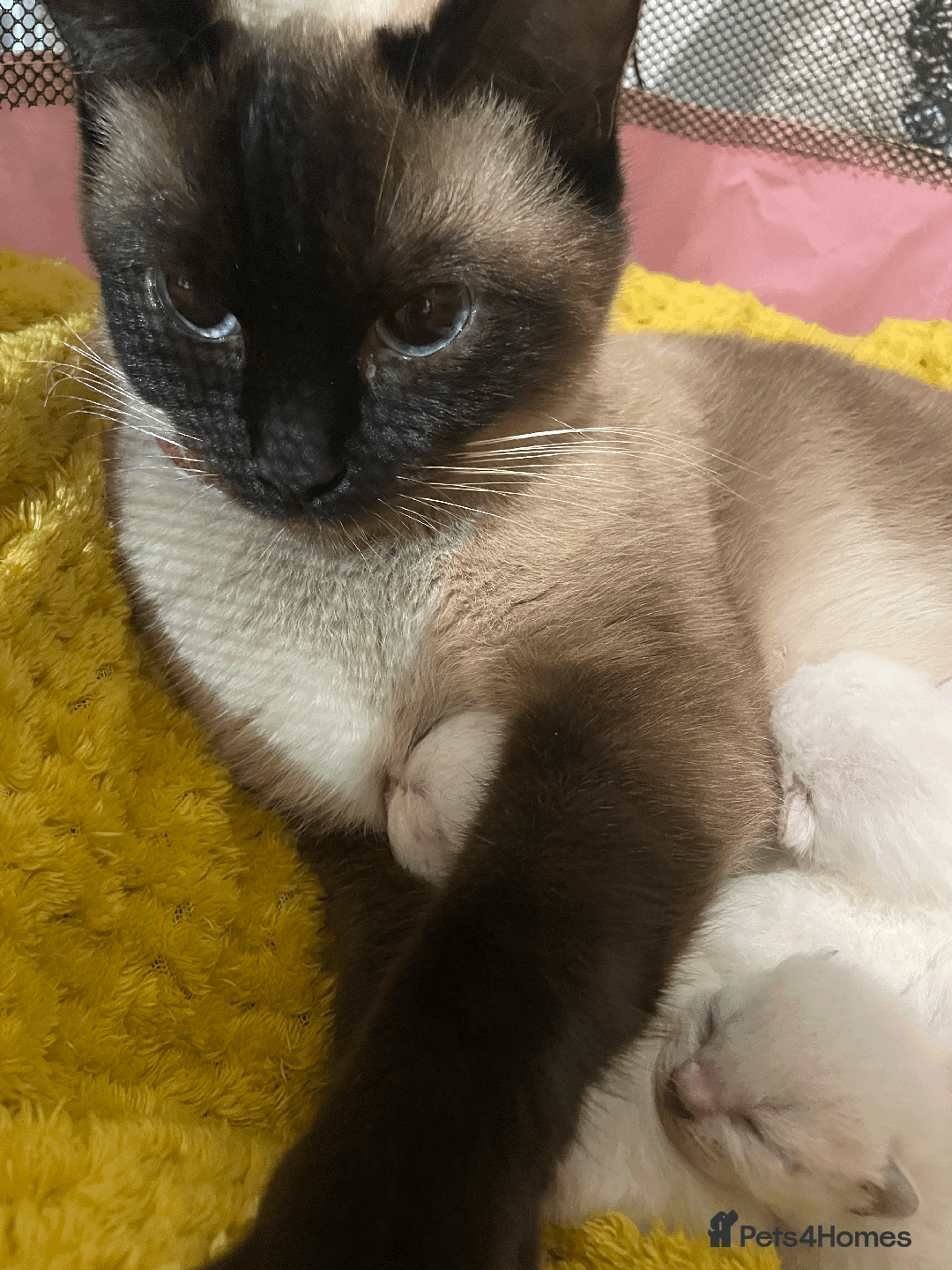 Ragdoll cats for sale: RAGDOLL x BSH KITTENS - Image 4