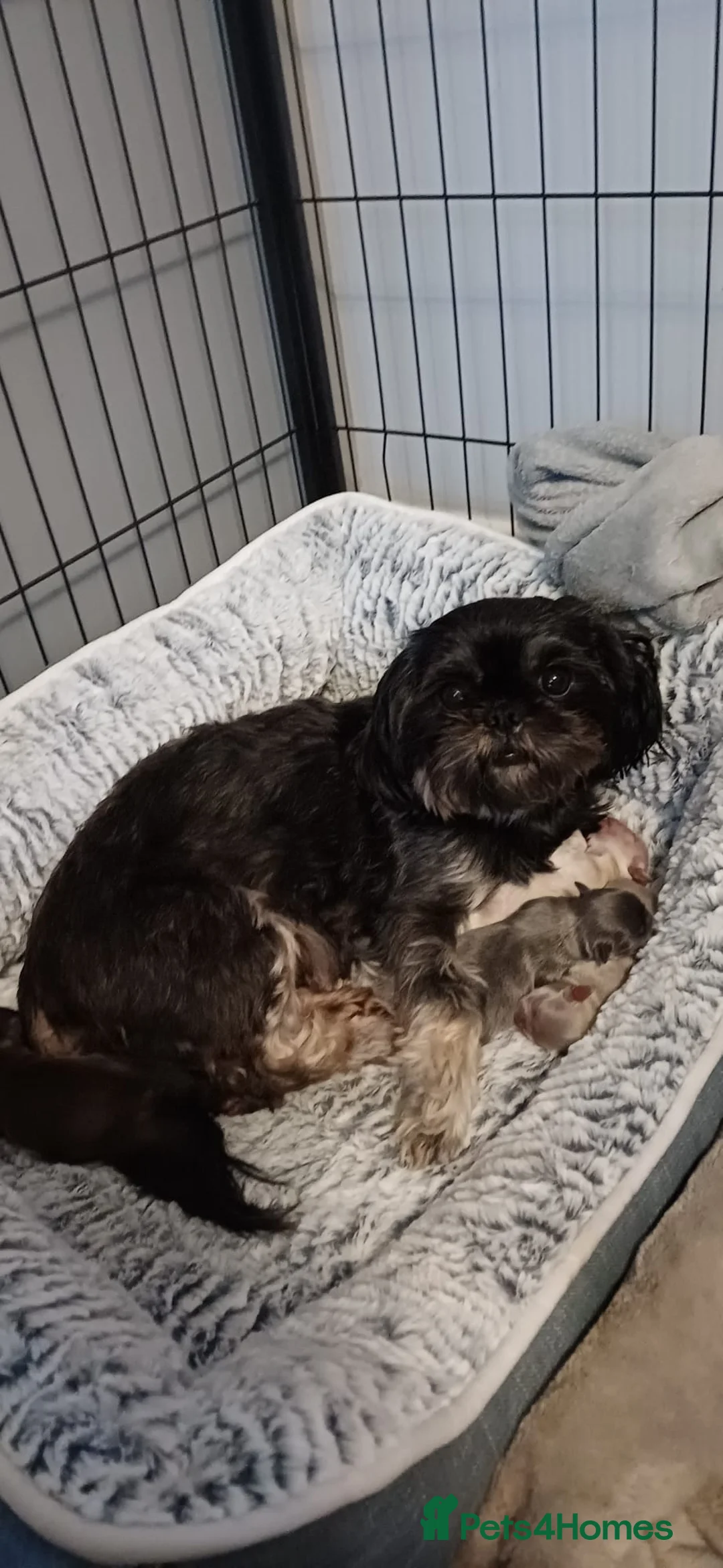 Shih Tzu dogs for sale: KC Reg Full imperial Shih tzu. - Advert 7