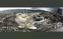 Ocicat cats for sale: Thor the cat  - Image 2