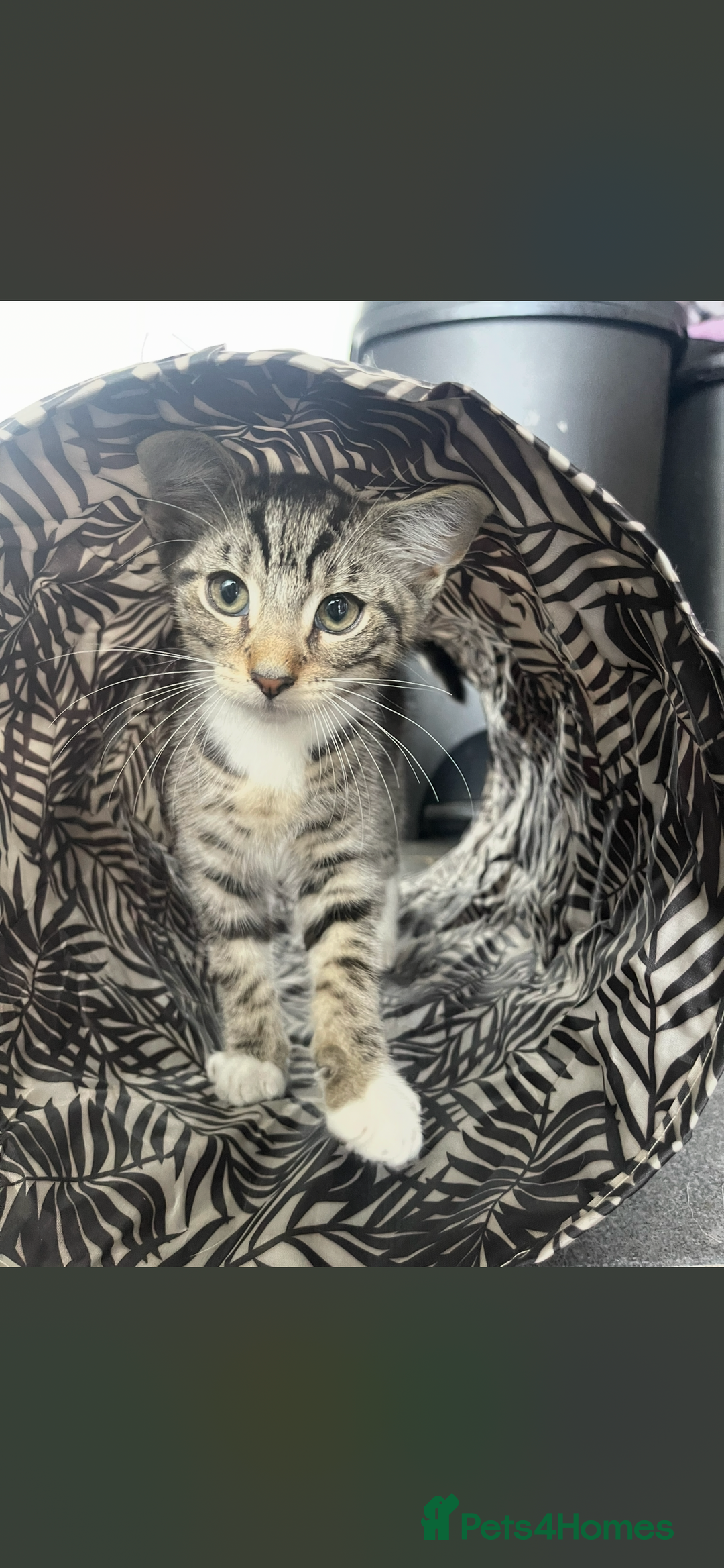 Ocicat cats for sale: Thor the cat  - Image 2