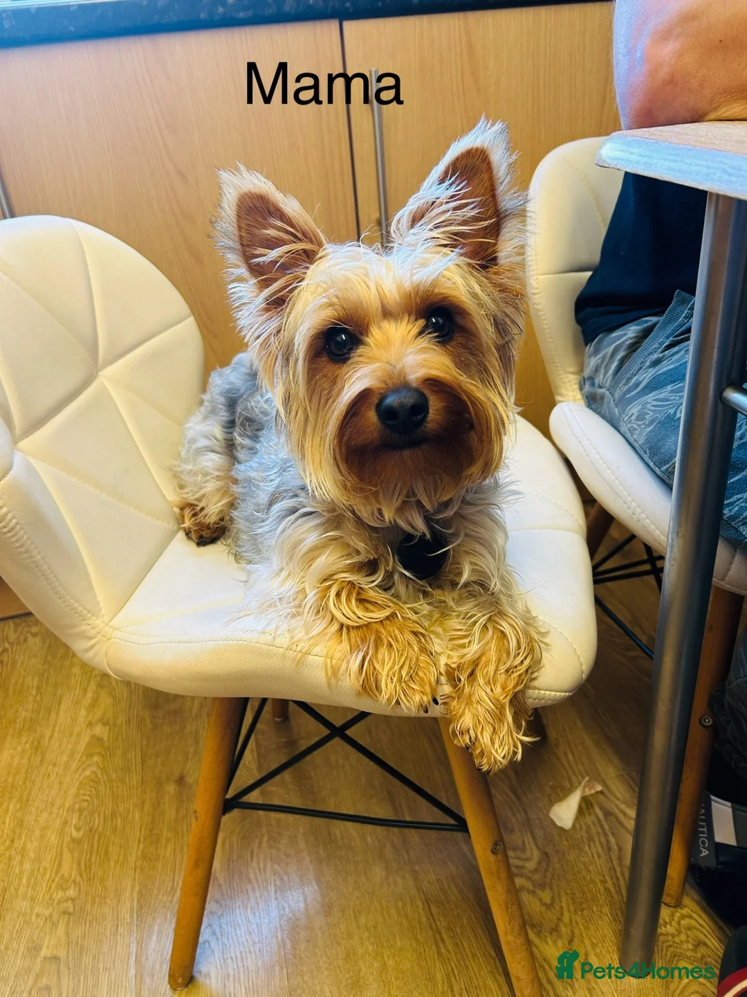 Yorkshire Terrier dogs for sale: Pappys🐶🐶🐶😍 - Advert 1