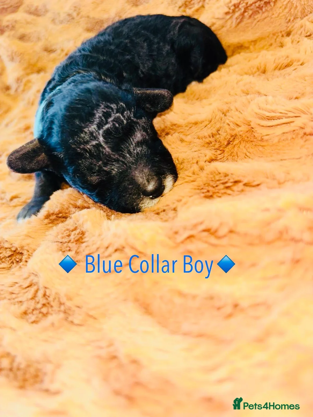 Cavapoo dogs for sale: BEAUTIFUL F1B CAVAPOO PUPPIES - Advert 13