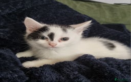 Mixed Breed cats for sale: Two gorgeous male kittens for sale. - Image 1