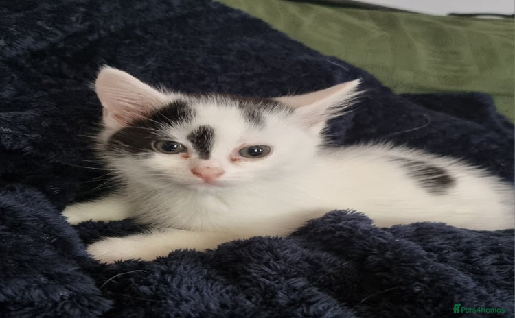Mixed Breed cats - Advert 4