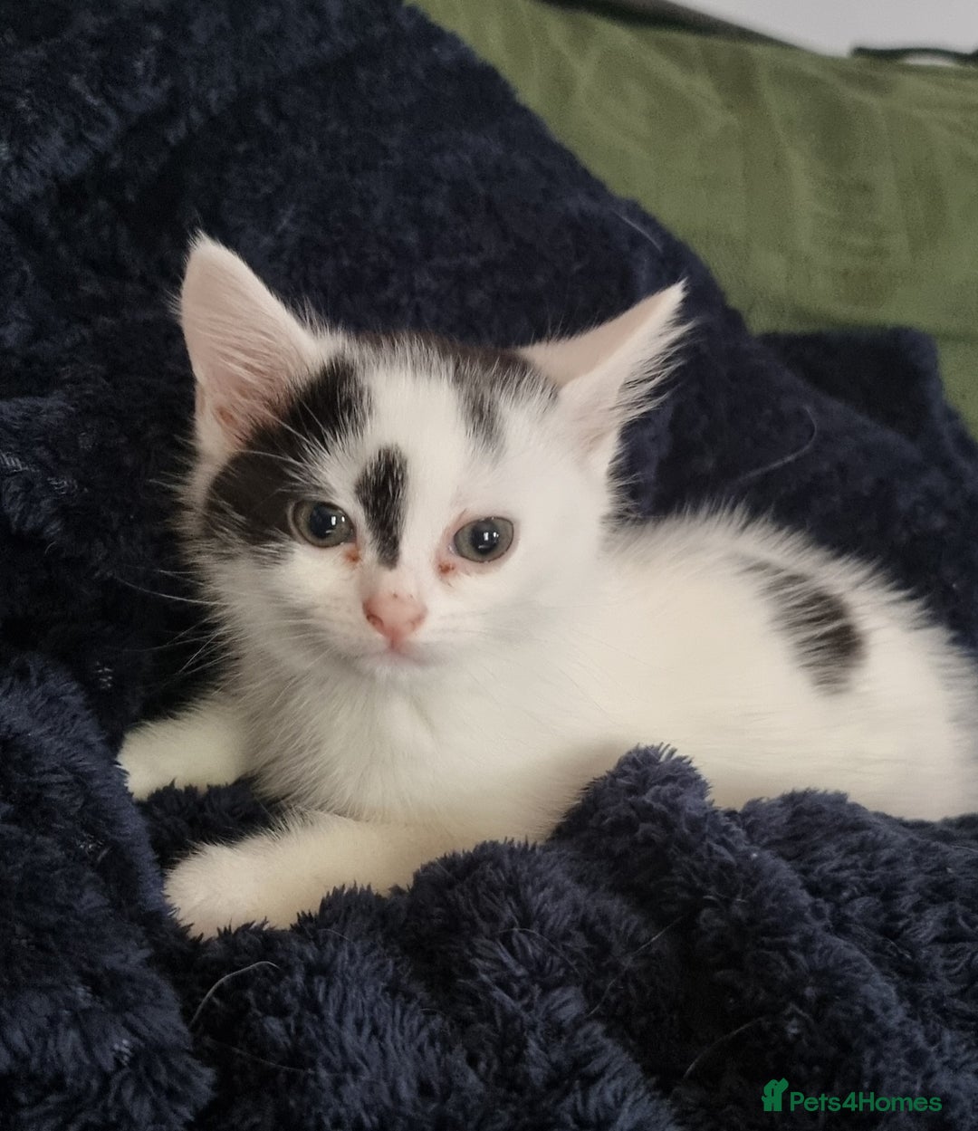Mixed Breed cats for sale: Two gorgeous male kittens for sale. - Image 1