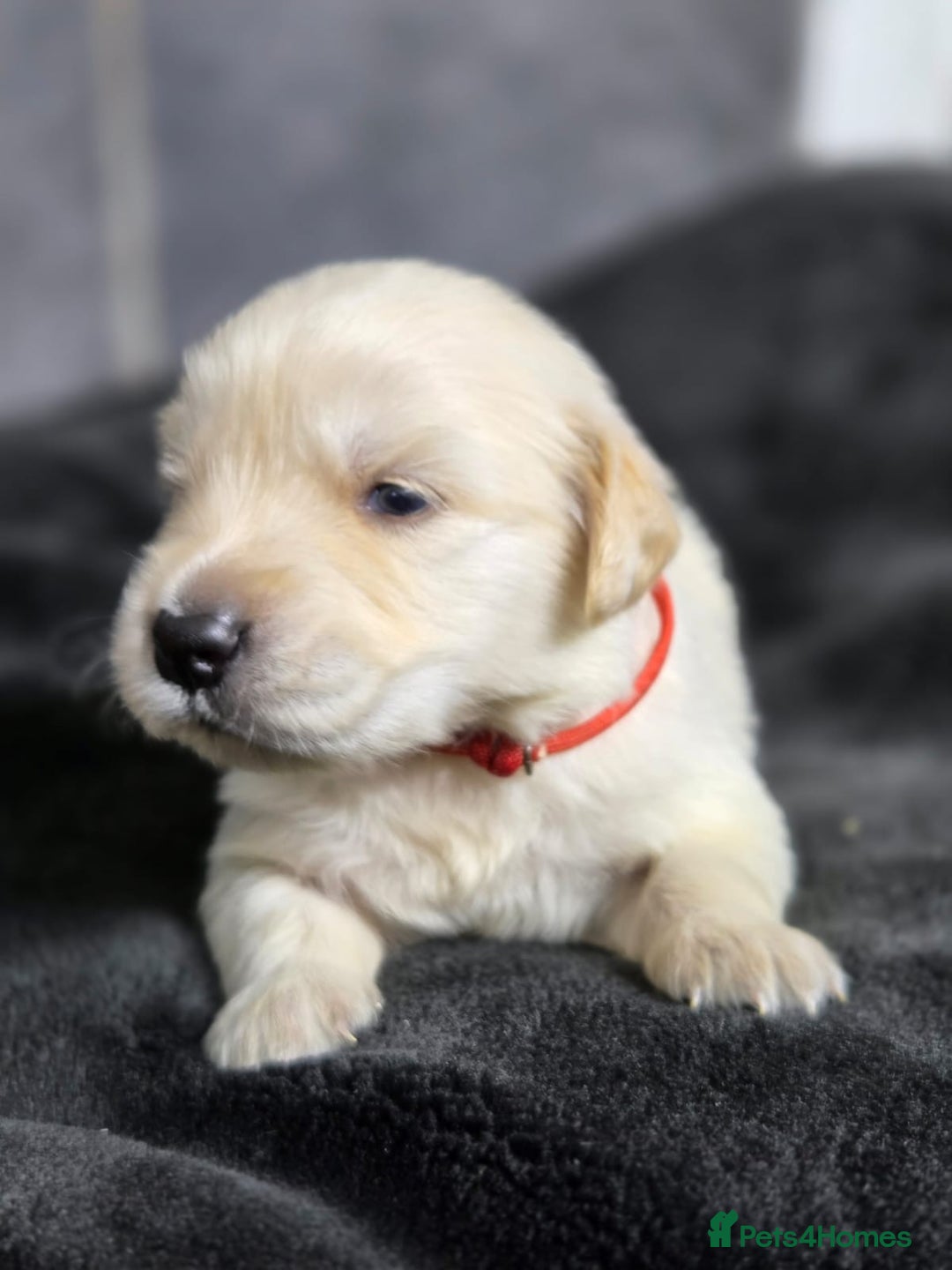 Golden Retriever dogs for sale: Gorgeous kc reg golden retrievers  - Advert 10