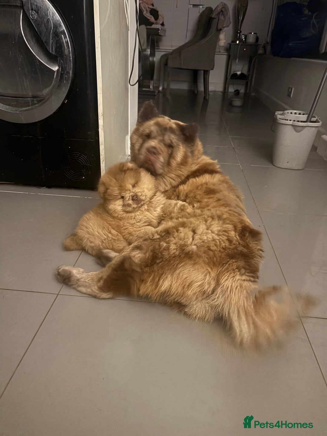 Chow Chow dogs for sale: ** Female Merle Puppy ** - Advert 4