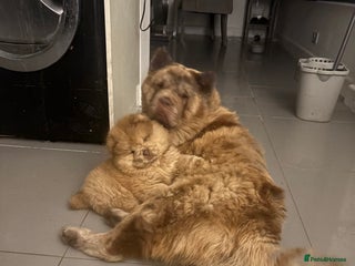 Chow Chow dogs ** Female Merle ** - Advert 6