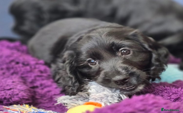Cockapoo dogs - Advert 12