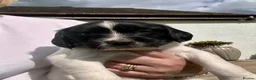 English Springer Spaniel dogs for sale: KC registered English Springer Spaniels - Advert 29