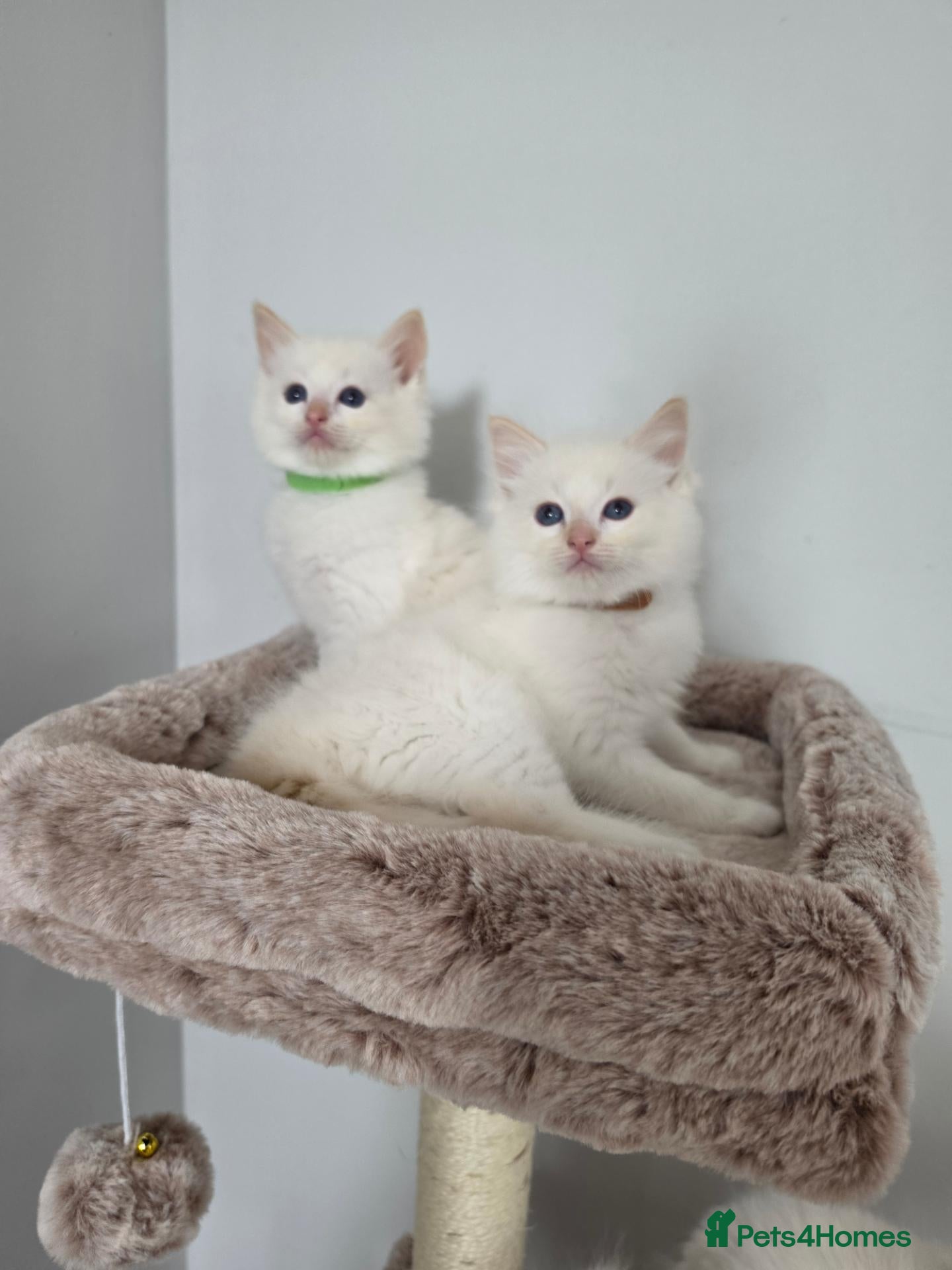 Ragdoll cats GCCF Registered Apricot/Cream boys. - Advert 1