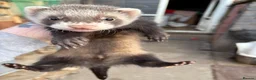 Ferret rodents for sale: Polecat kits  hobs and Jill’s  - Advert 2