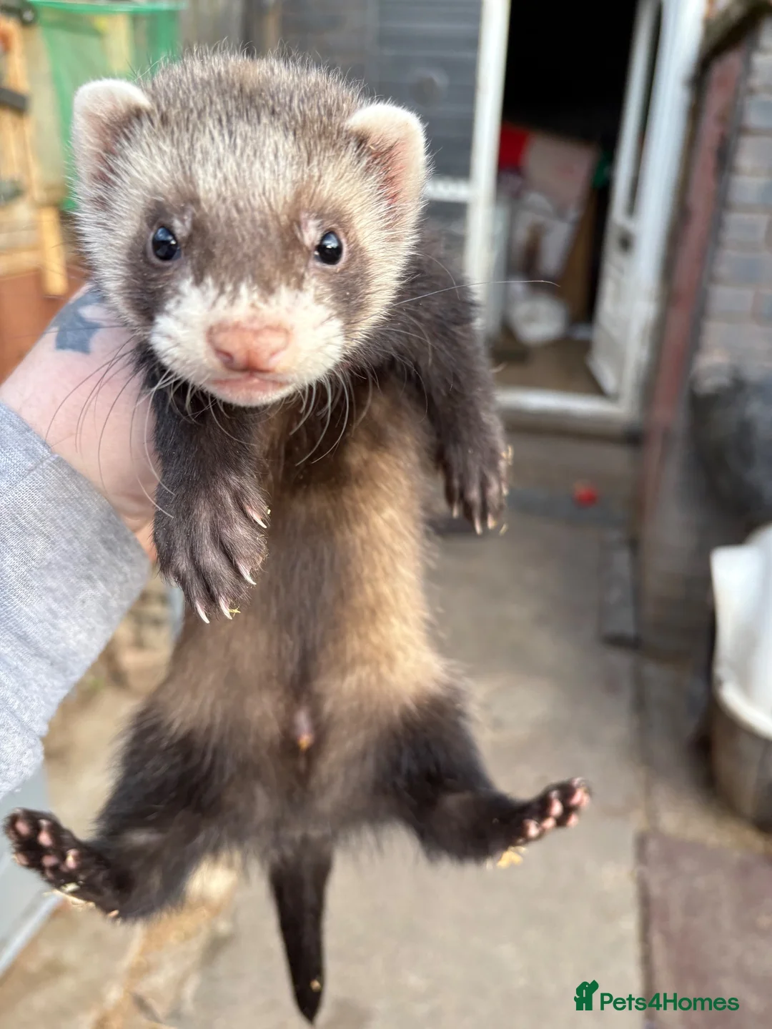 Ferret rodents for sale: Polecat kits  hobs and Jill’s  - Advert 2