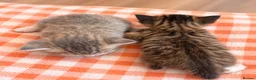 Mixed Breed cats for sale: Kittens - Advert 5