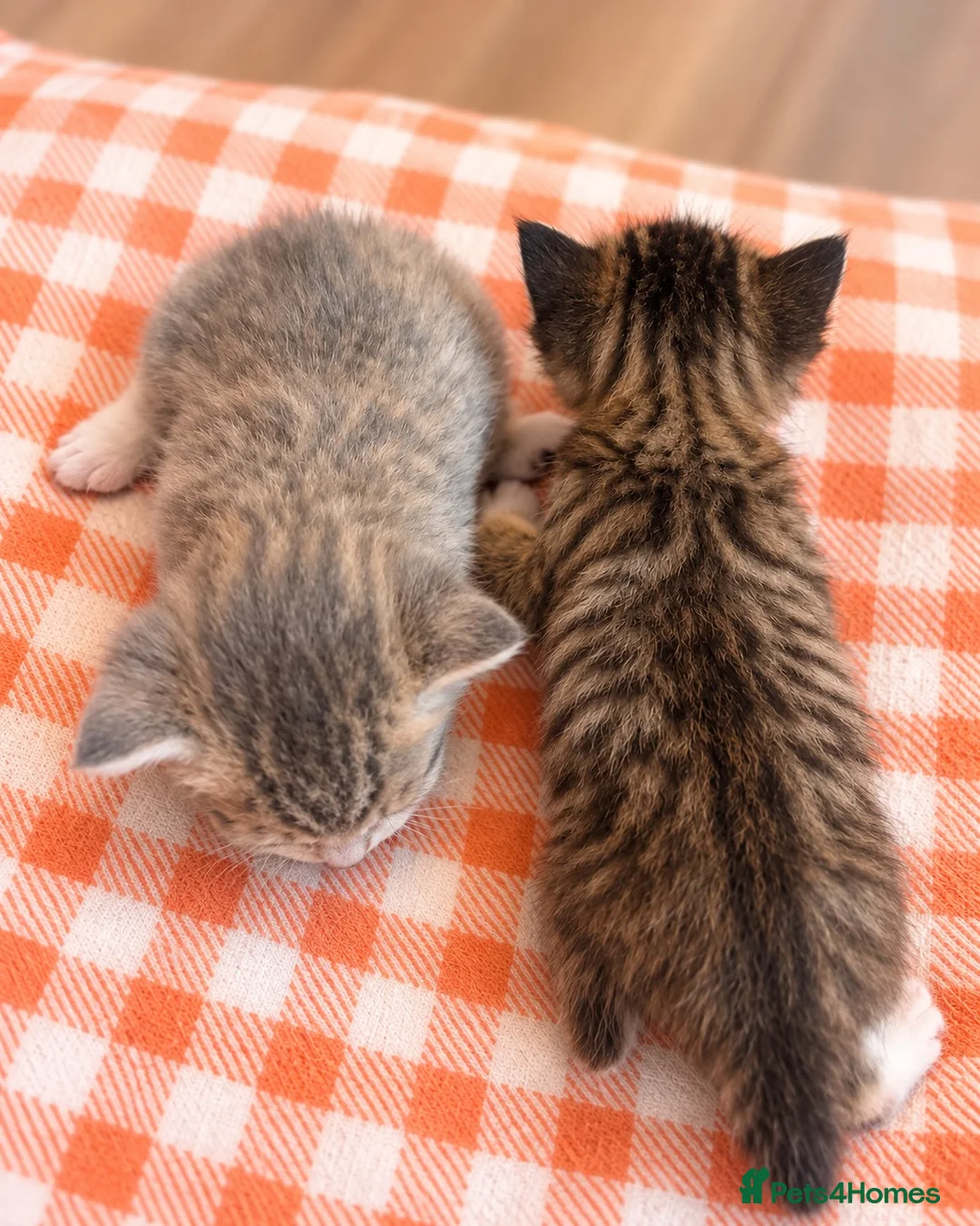 Mixed Breed cats for sale: Kittens - Advert 5