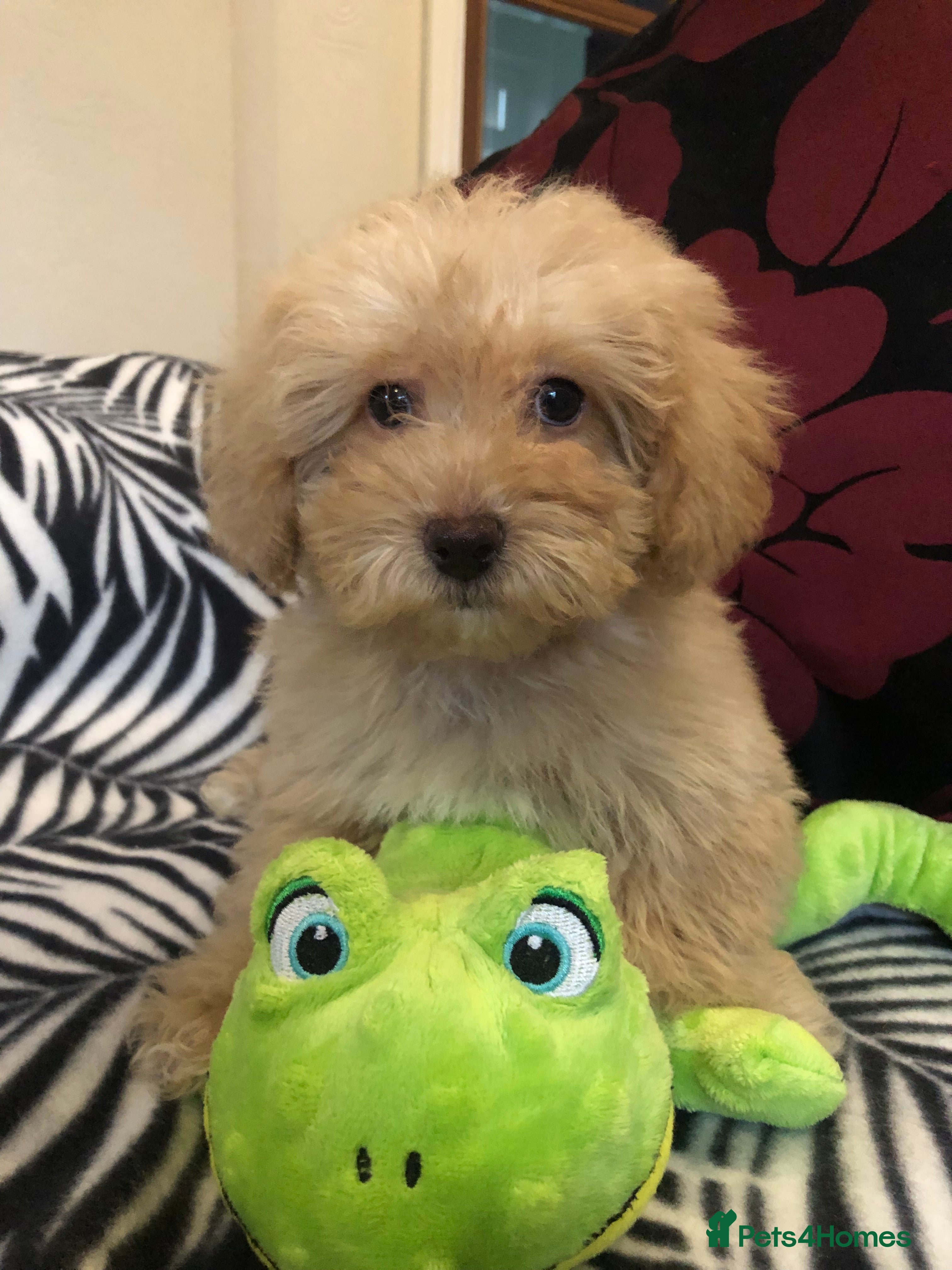 Mixed Breed dogs shihpoo x maltese puppies for sale - Advert 2