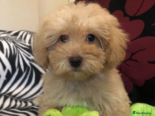 Mixed Breed dogs shihpoo x maltese puppies for sale - Advert 4