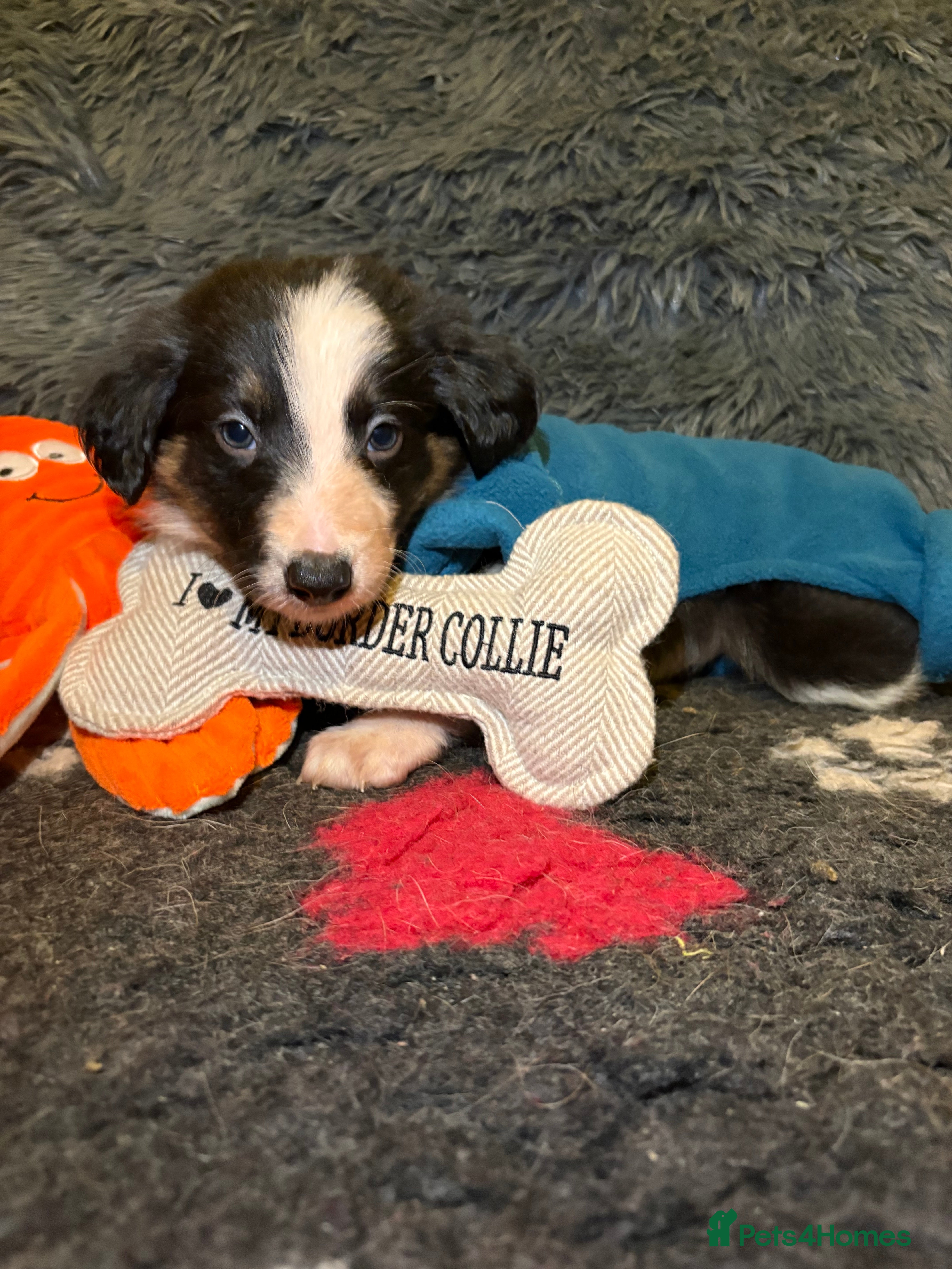 Border Collie dogs Ready to leave, health checked border collies  - Advert 1