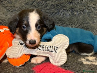 Border Collie dogs Ready to leave, health checked border collies - Advert 1