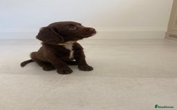 Sprocker dogs for sale: Last 2 girls available chocolate Sprockers - Image 4