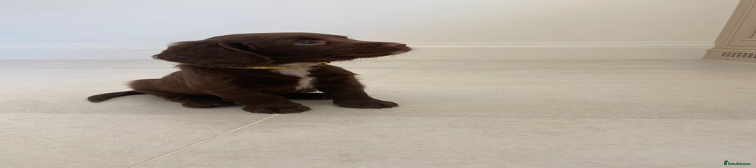 Sprocker Puppy 7
