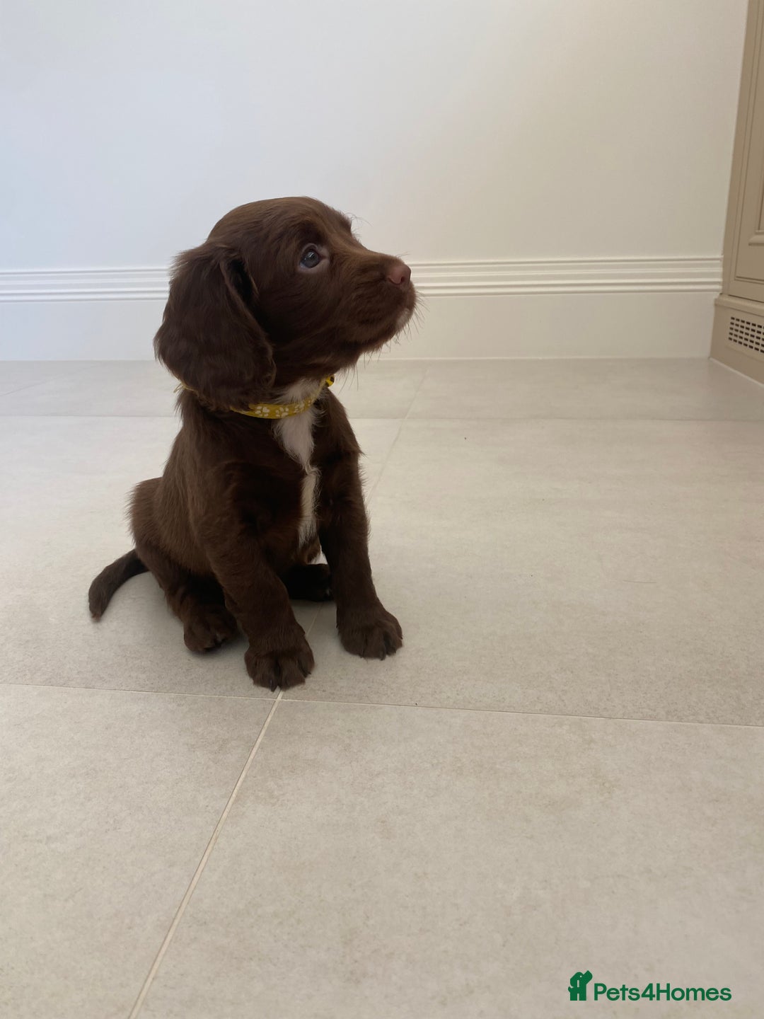 Sprocker dogs for sale: Last 2 girls available chocolate Sprockers - Image 4