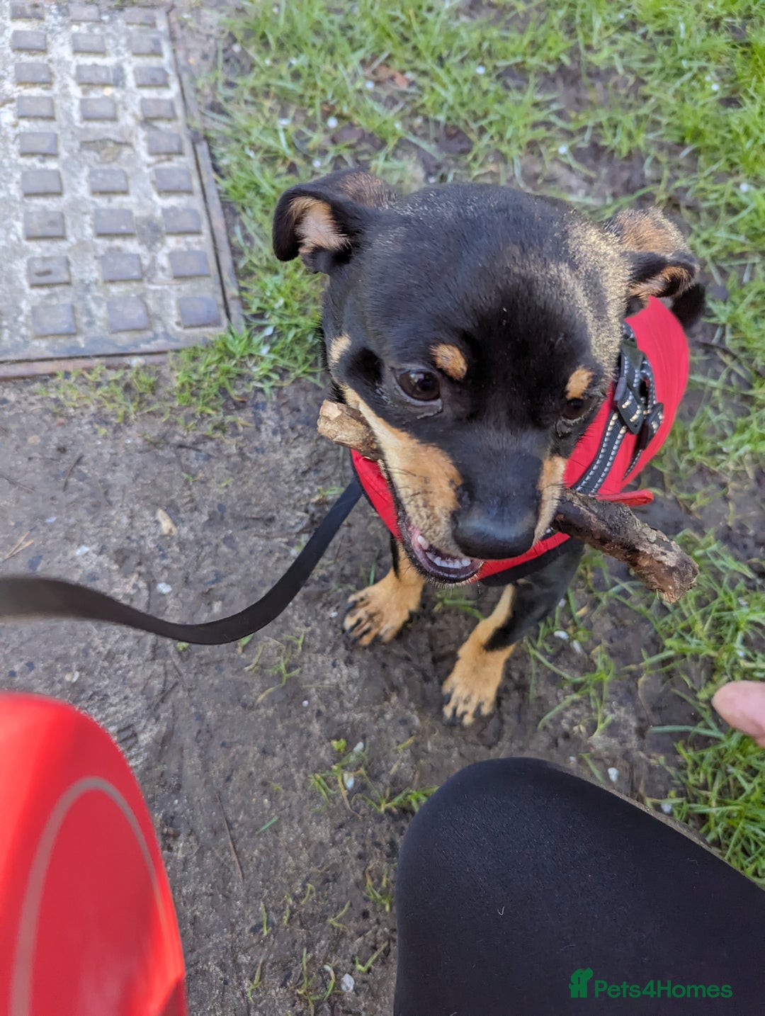 Mixed Breed dogs for sale: German shepherd and jug mixed puppies - Advert 13