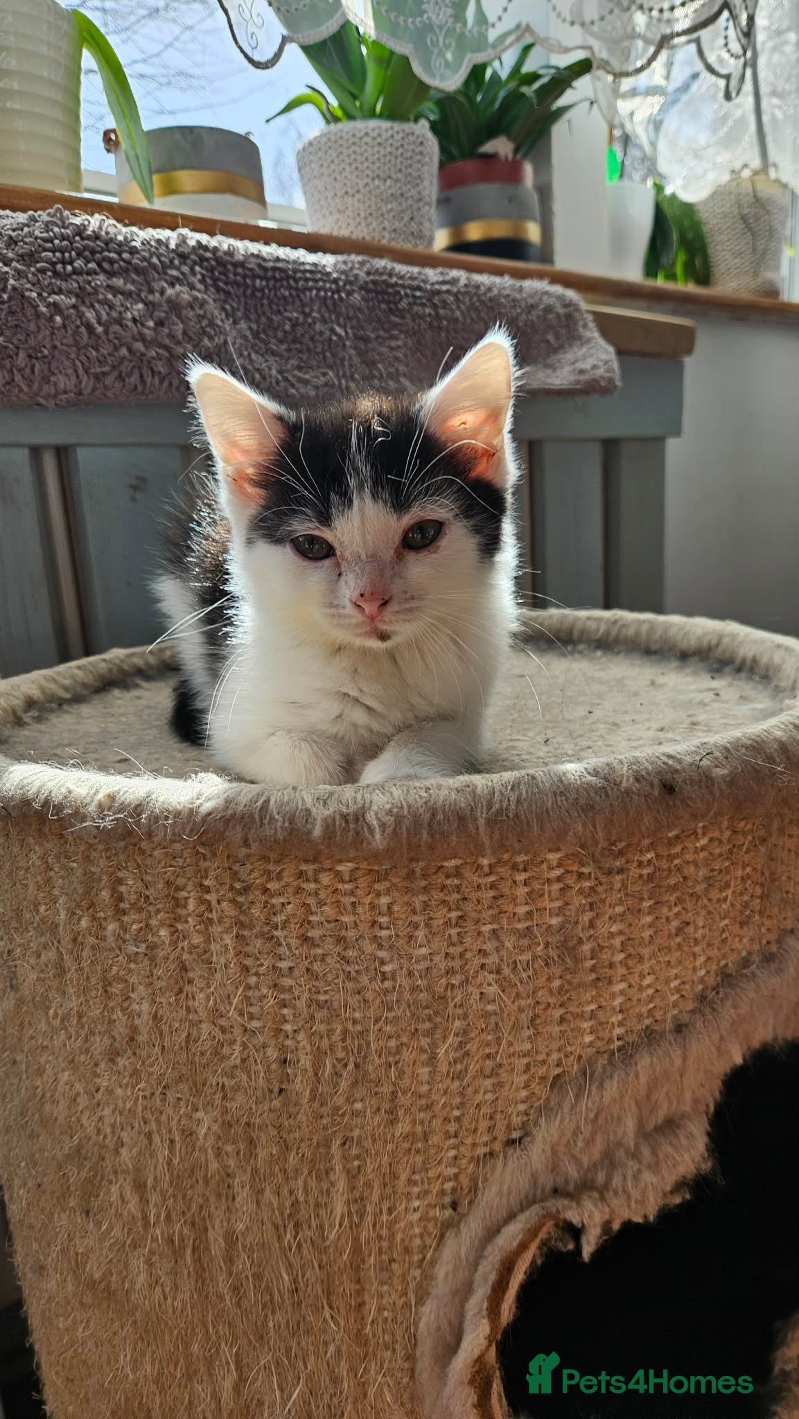 Mixed Breed cats 3 Beautiful Female Kittens for Sale - Advert 1