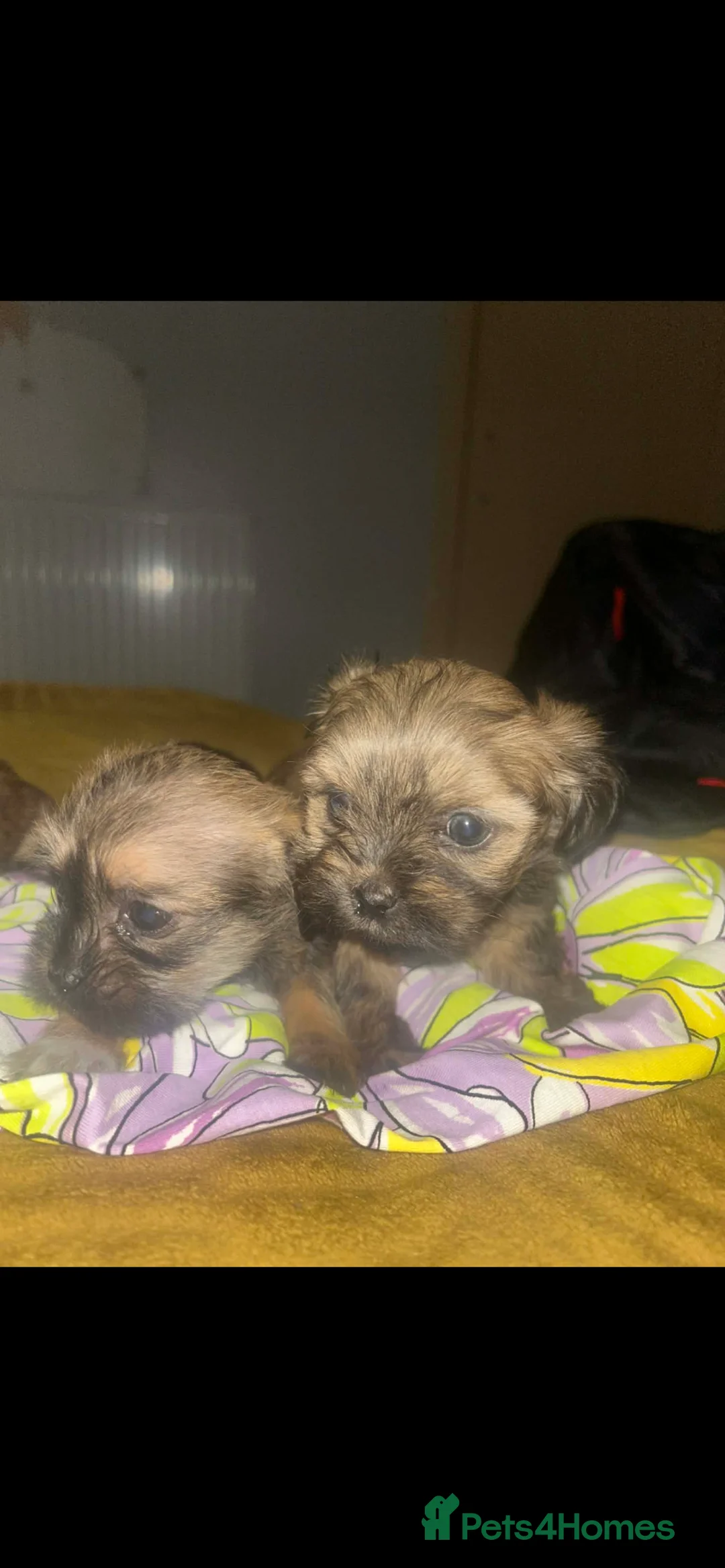 Mixed Breed dogs for sale: For sale  - Advert 4