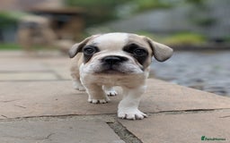 French Bulldog dogs for sale: REDUCED One Gorgeous Boy Frenchie left🐾 - Image 3